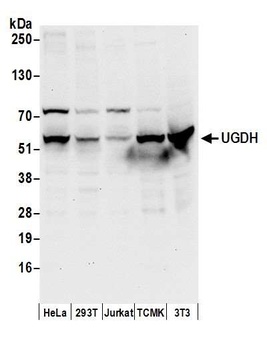 UGDH Antibody