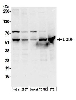 Rabbit anti-UGDH Antibody
