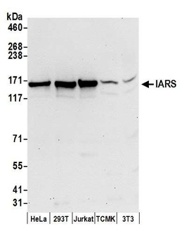 Rabbit anti-IARS Antibody