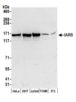 IARS Antibody