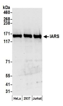 Rabbit anti-IARS Antibody