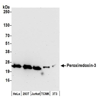 Rabbit anti-Peroxiredoxin-3 Antibody