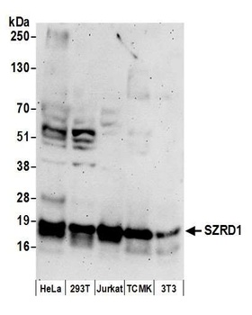 SZRD1 Antibody