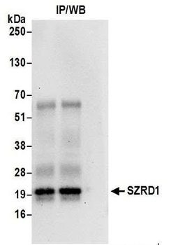 SZRD1 Antibody
