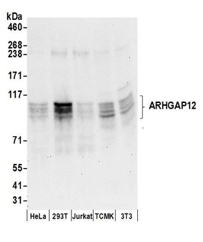 ARHGAP12 Antibody