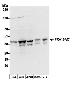 FRA10AC1 Antibody