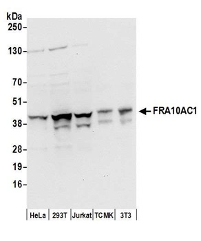 Rabbit anti-FRA10AC1 Antibody