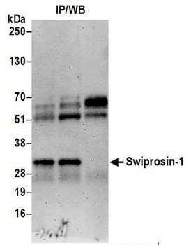 Swiprosin-1 Antibody