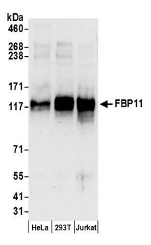 FBP11 Antibody