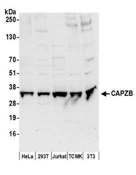 CAPZB Antibody