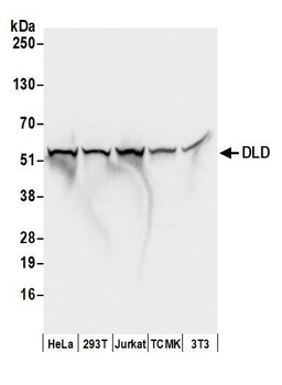 Rabbit anti-DLD Antibody