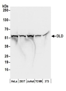 DLD Antibody