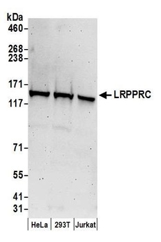 LRPPRC Antibody