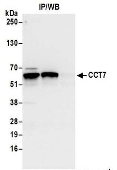 CCT7 Antibody
