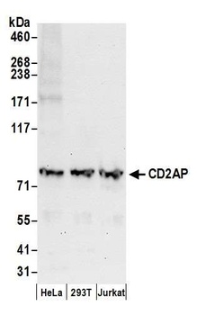 CD2AP Antibody