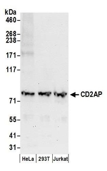 Rabbit anti-CD2AP Antibody