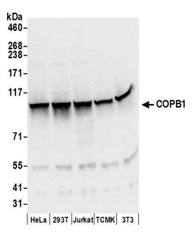 COPB1 Antibody