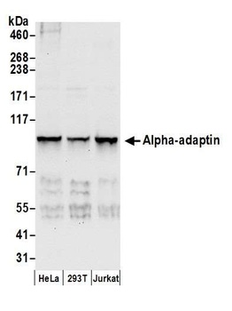 Alpha-adaptin Antibody
