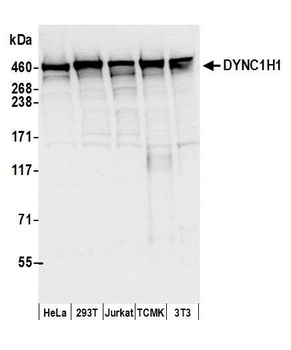 Rabbit anti-DYNC1H1 Antibody