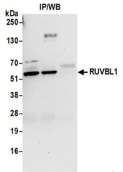 Rabbit anti-RUVBL1 Antibody