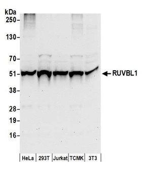 Rabbit anti-RUVBL1 Antibody