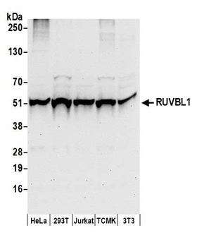 RUVBL1 Antibody