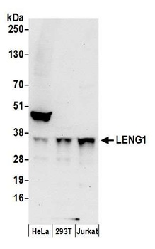 Rabbit anti-LENG1 Antibody