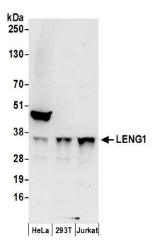 LENG1 Antibody