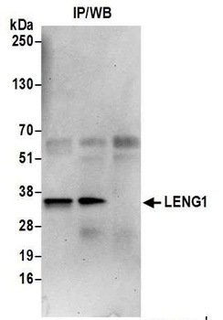 Rabbit anti-LENG1 Antibody