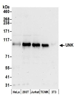 UNK Antibody