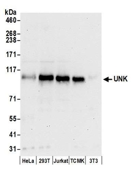 Rabbit anti-UNK Antibody