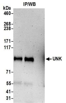 Rabbit anti-UNK Antibody