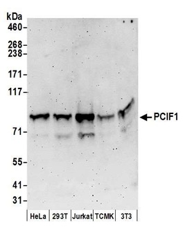PCIF1 Antibody