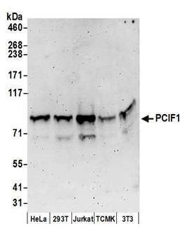 Rabbit anti-PCIF1 Antibody