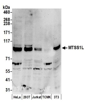 MTSS1L Antibody