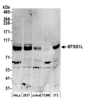 Rabbit anti-MTSS1L Antibody