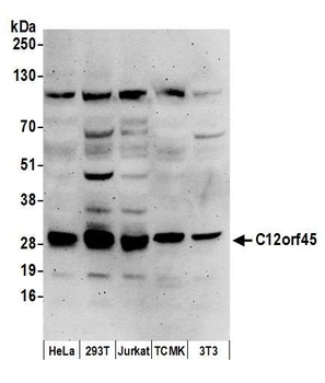 C12orf45 Antibody