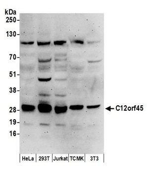 Rabbit anti-C12orf45 Antibody