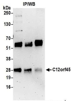 C12orf45 Antibody