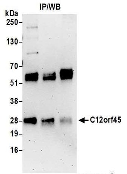 Rabbit anti-C12orf45 Antibody