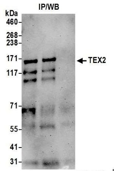 Rabbit anti-TEX2 Antibody