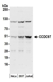 Rabbit anti-CCDC97 Antibody