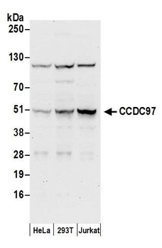 CCDC97 Antibody