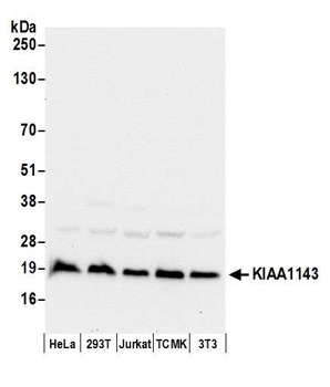 KIAA1143 Antibody