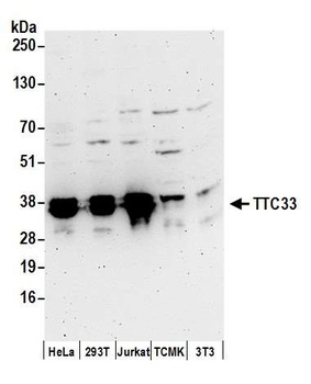 Rabbit anti-TTC33 Antibody
