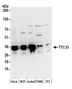 TTC33 Antibody