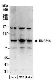RNF214 Antibody