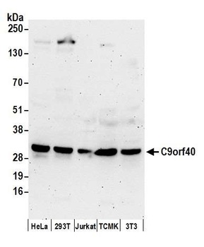 C9orf40 Antibody