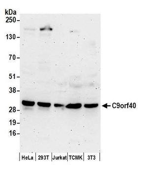 Rabbit anti-C9orf40 Antibody