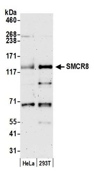 SMCR8 Antibody